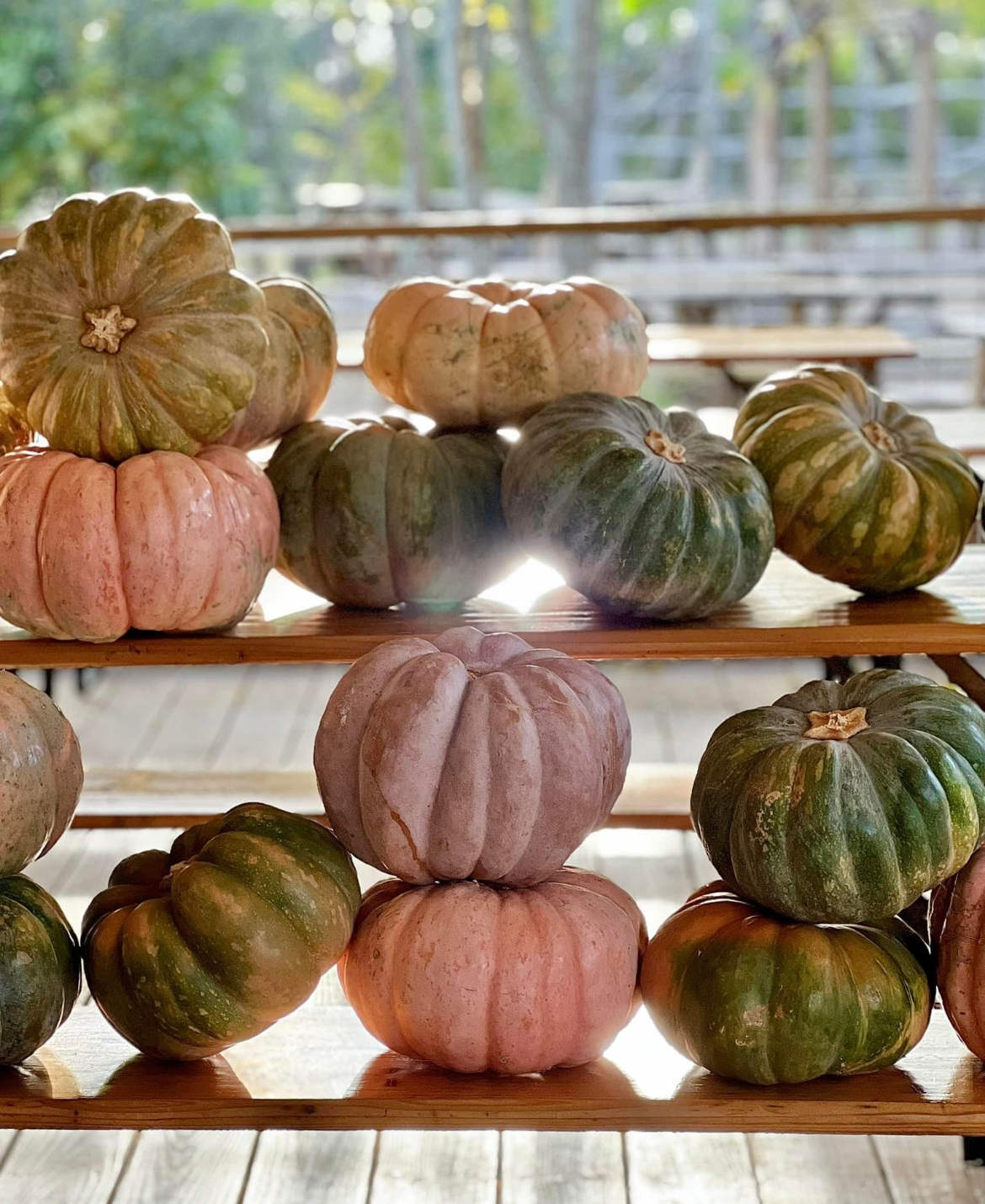 Vista Brewing | DIY Thanksgiving Centerpiece Workshop