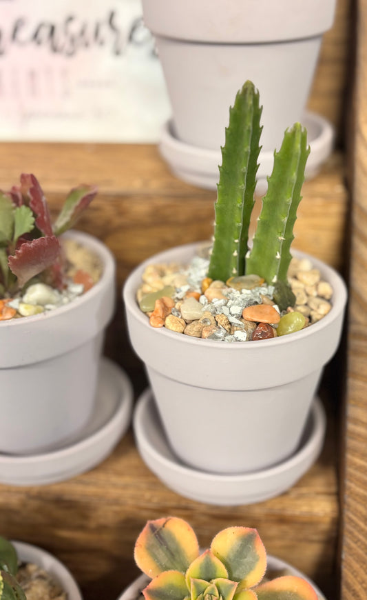 Succulent client gift/party favors
