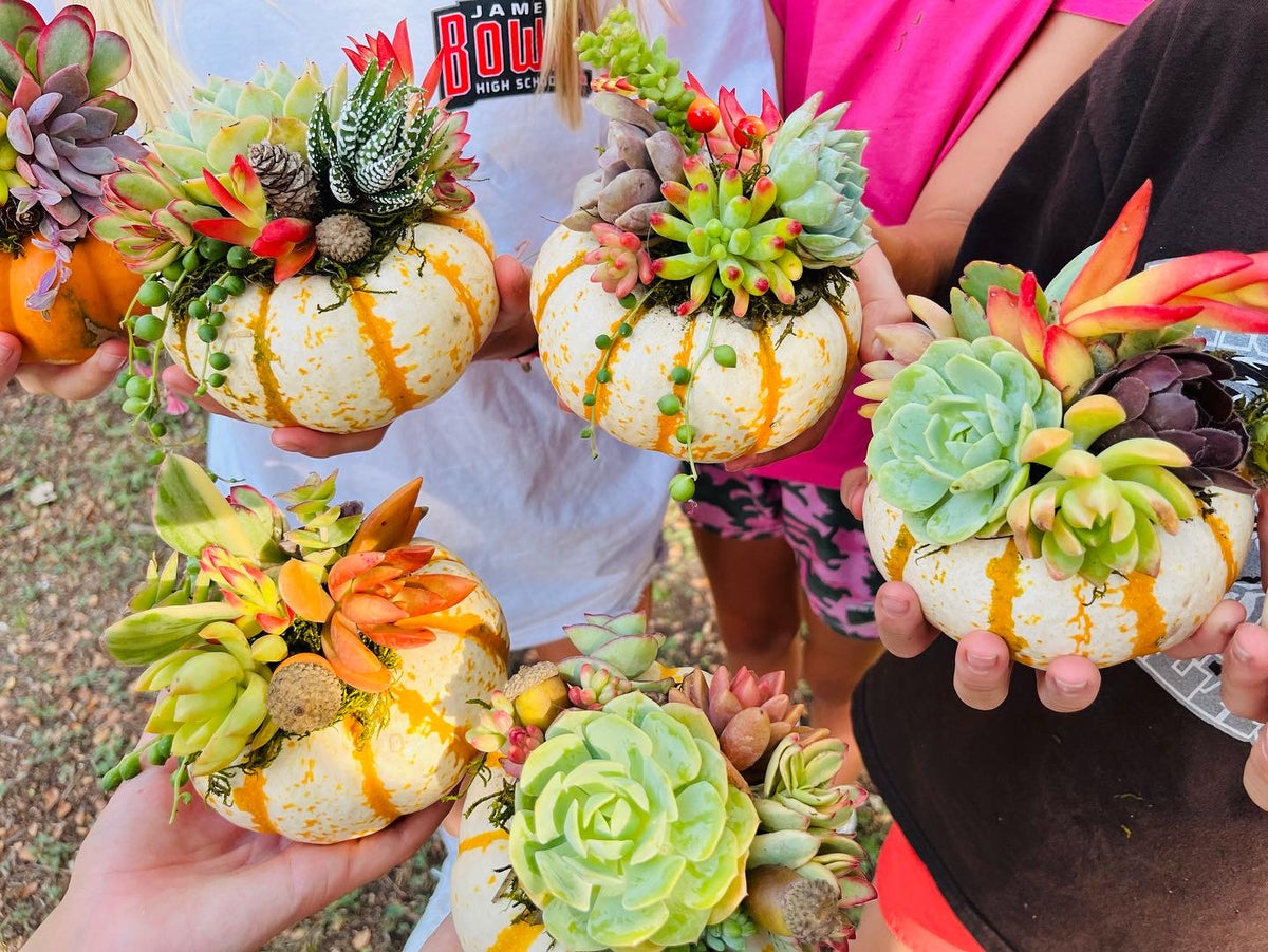 In-Studio Succulent Pumpkin Workshop