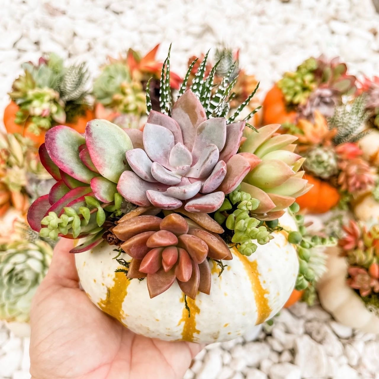 Fall‑A‑Palooza — Succulent Pumpkin DIY Bar