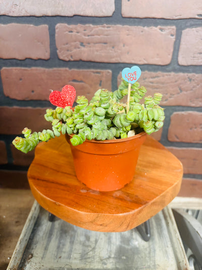 Rare "baby necklace" crassula