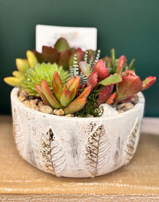 Gold leaf Succulent garden