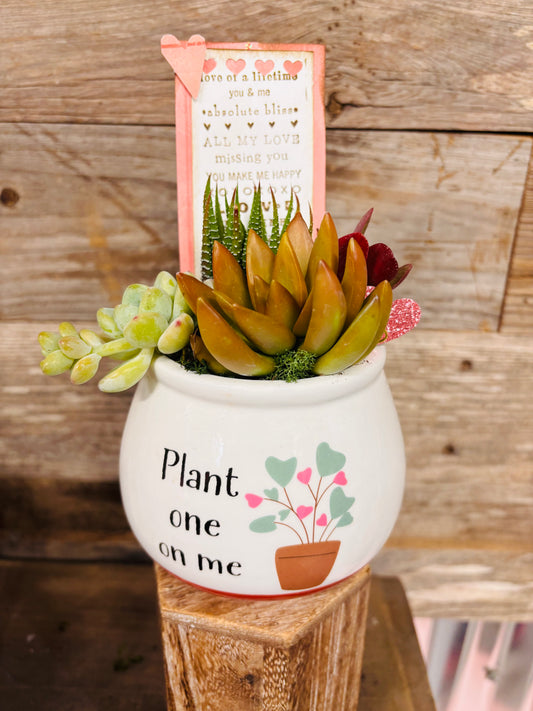 Valentine succulent garden