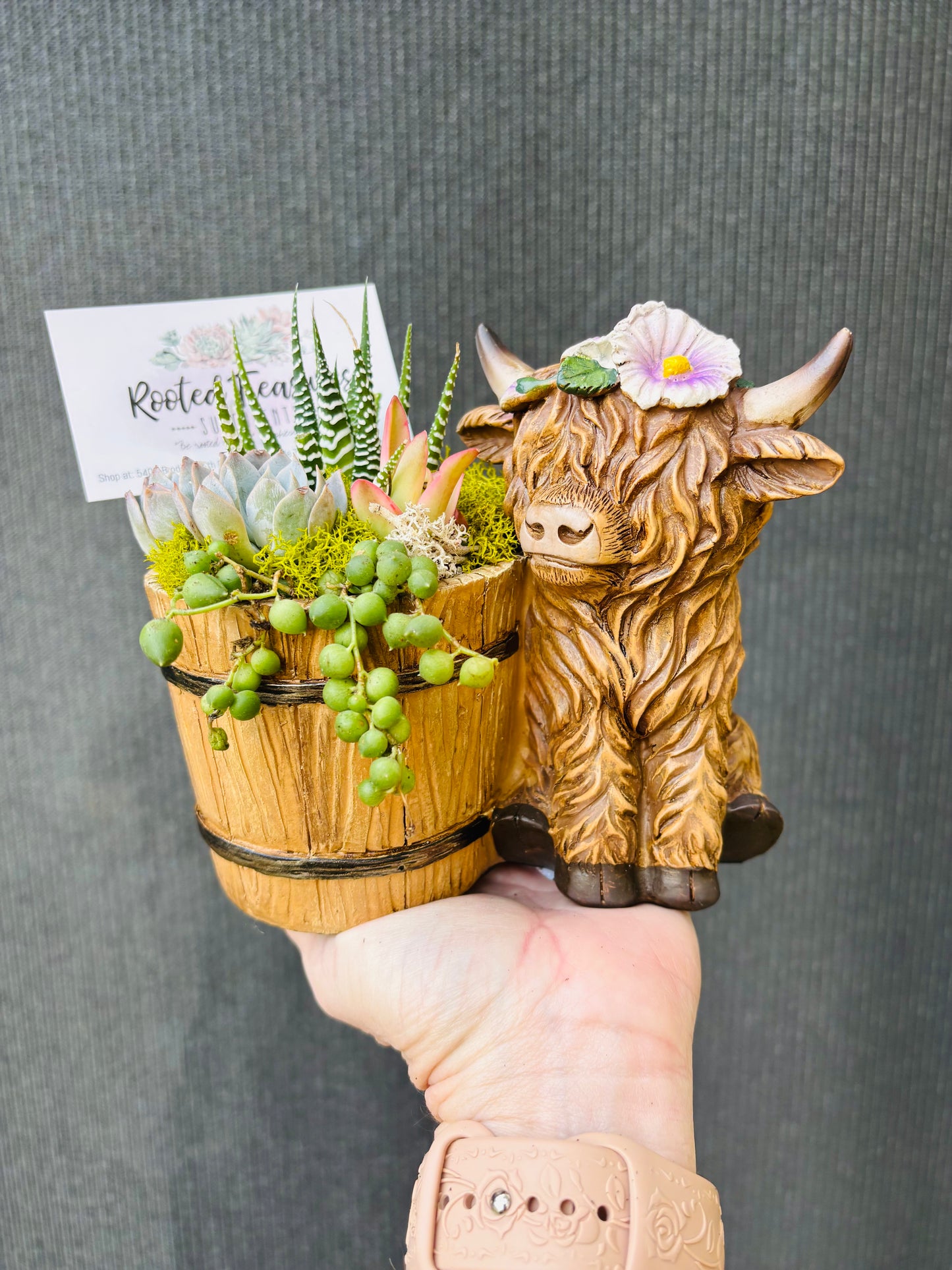 Buttercup Highland cow succulent garden