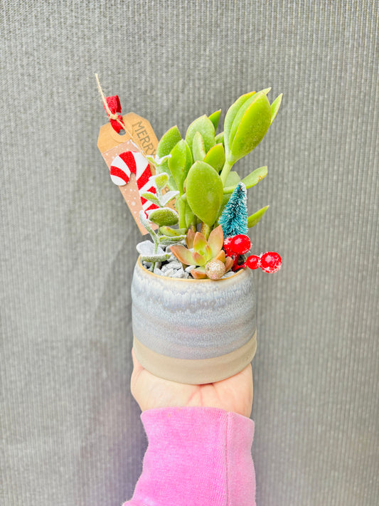 The Candy Cane Succulent Garden