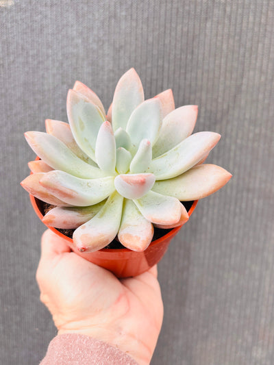 4 Inch Echeveria