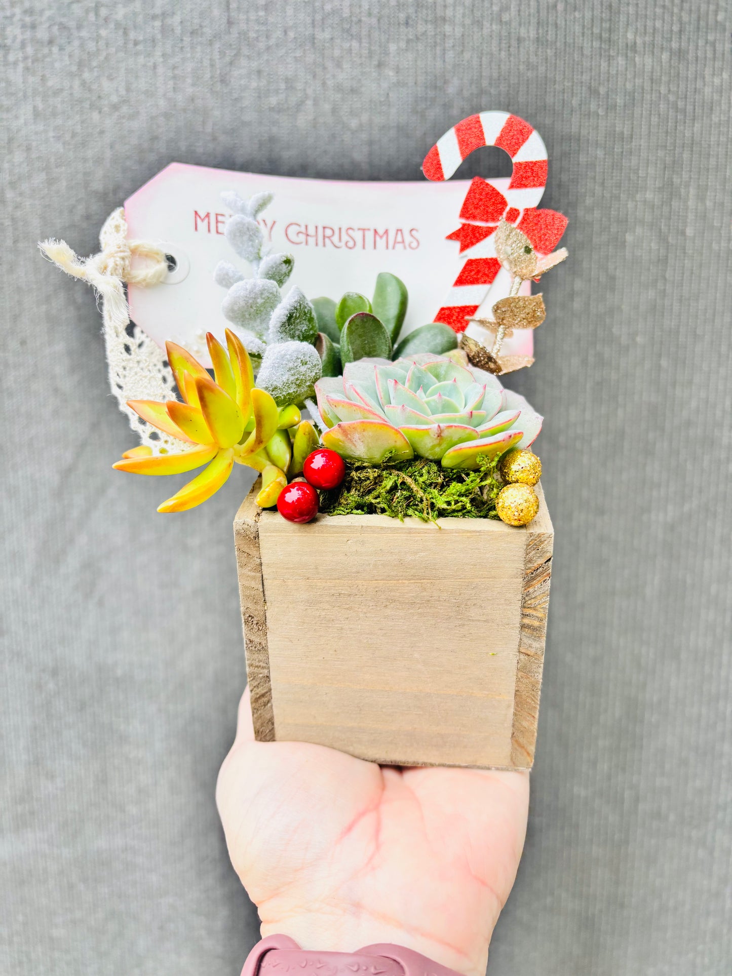 Deck the Halls Holiday Succulent Garden