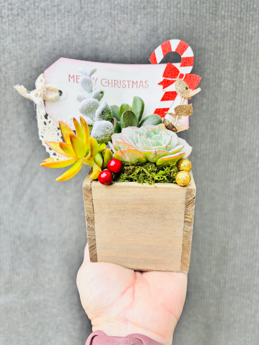 Deck the Halls Holiday Succulent Garden