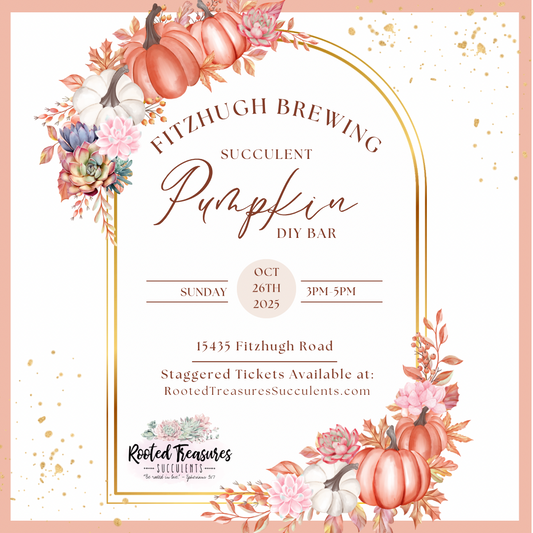 Succulent Pumpkin Workshop | Fitzhugh Brewing