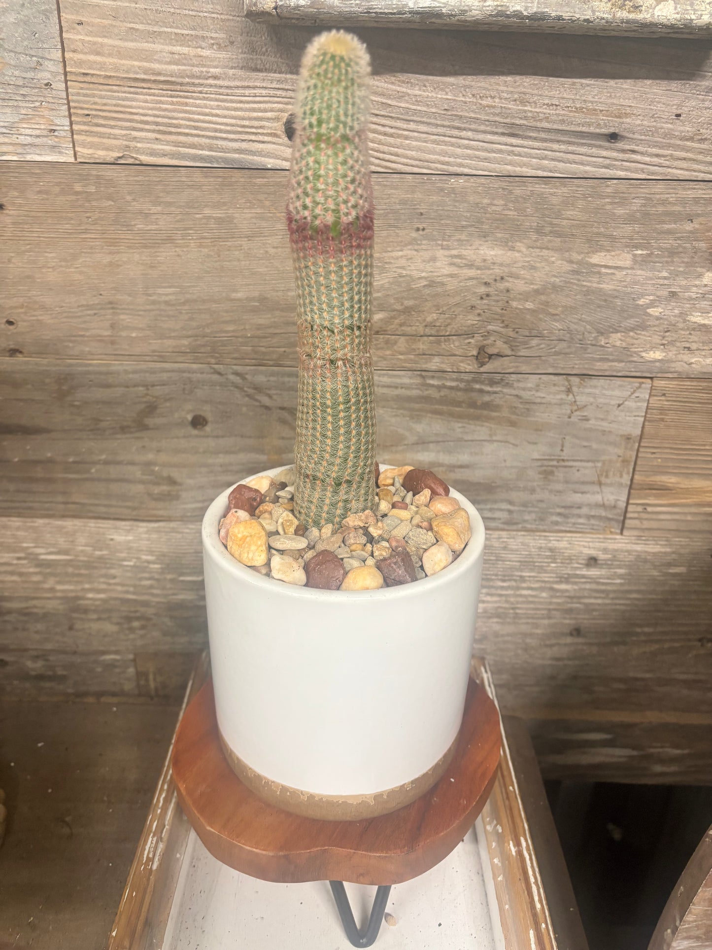 Rare ⭐️ Full grown 10 inch Rainbow Hedgehog Cactus (Echinocereus rigidissimus)
