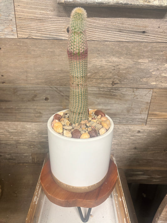 Rare ⭐️ Full grown 10 inch Rainbow Hedgehog Cactus (Echinocereus rigidissimus)