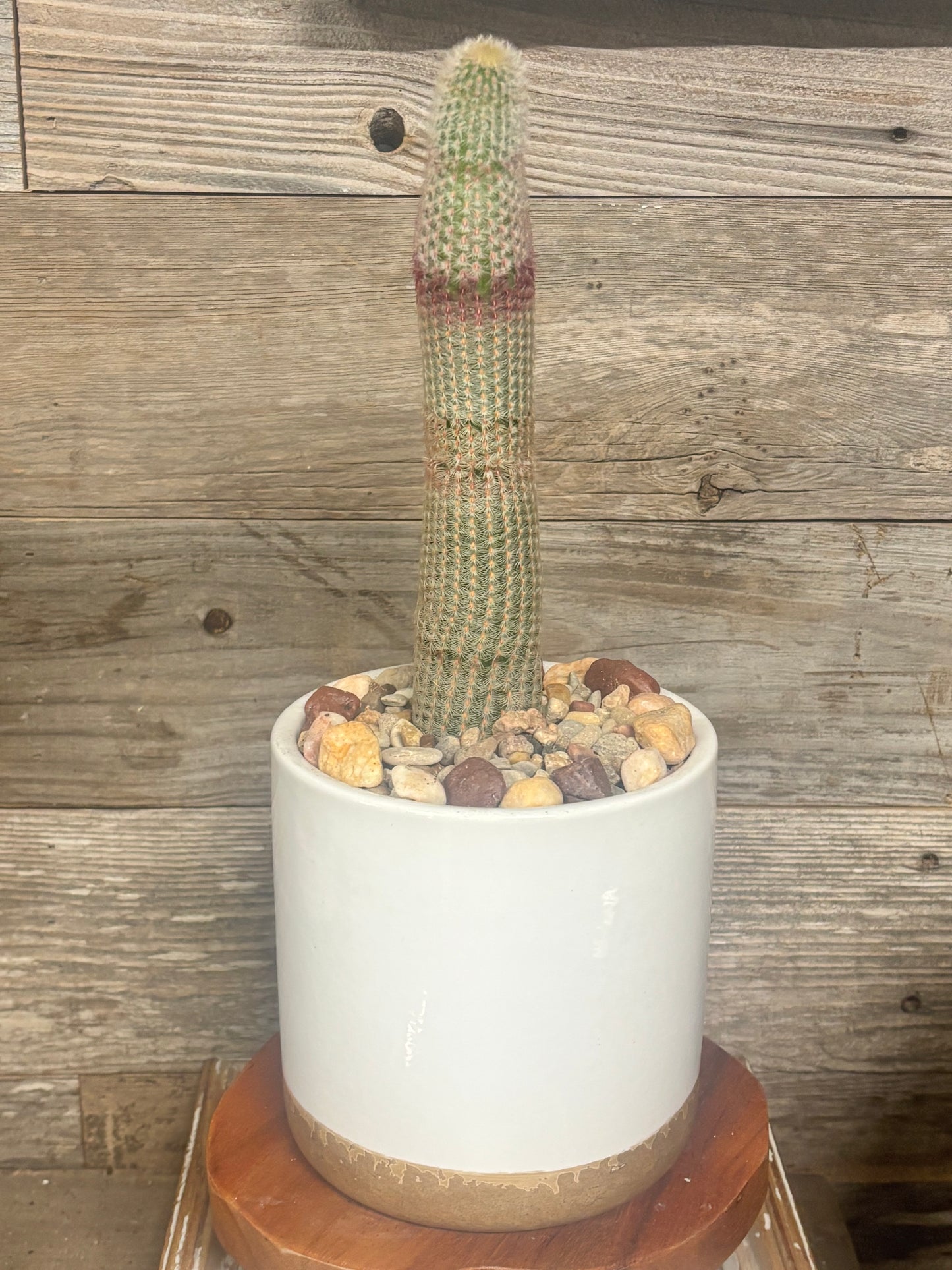 Rare ⭐️ Full grown 10 inch Rainbow Hedgehog Cactus (Echinocereus rigidissimus)
