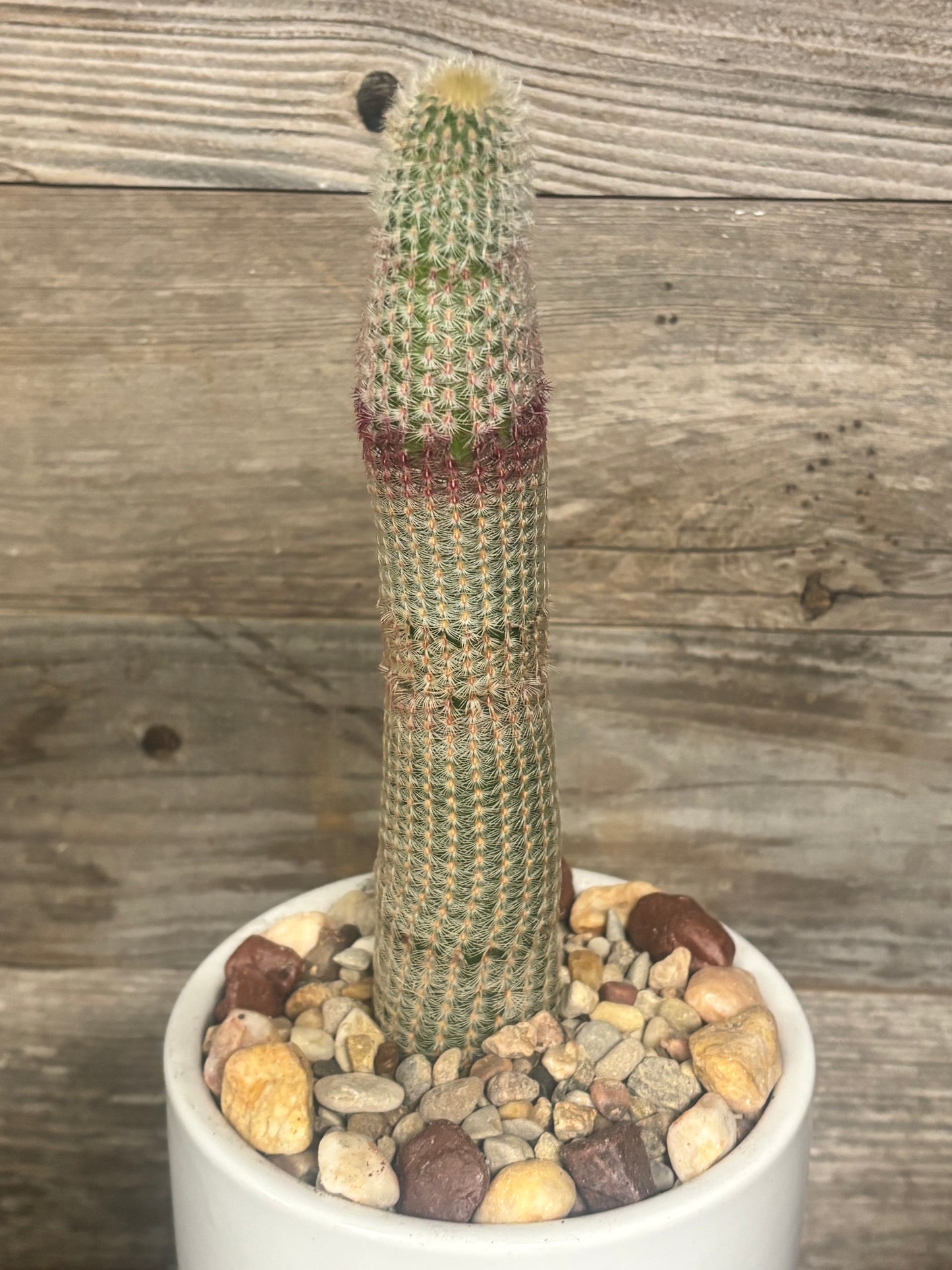 Rare ⭐️ Full grown 10 inch Rainbow Hedgehog Cactus (Echinocereus rigidissimus)