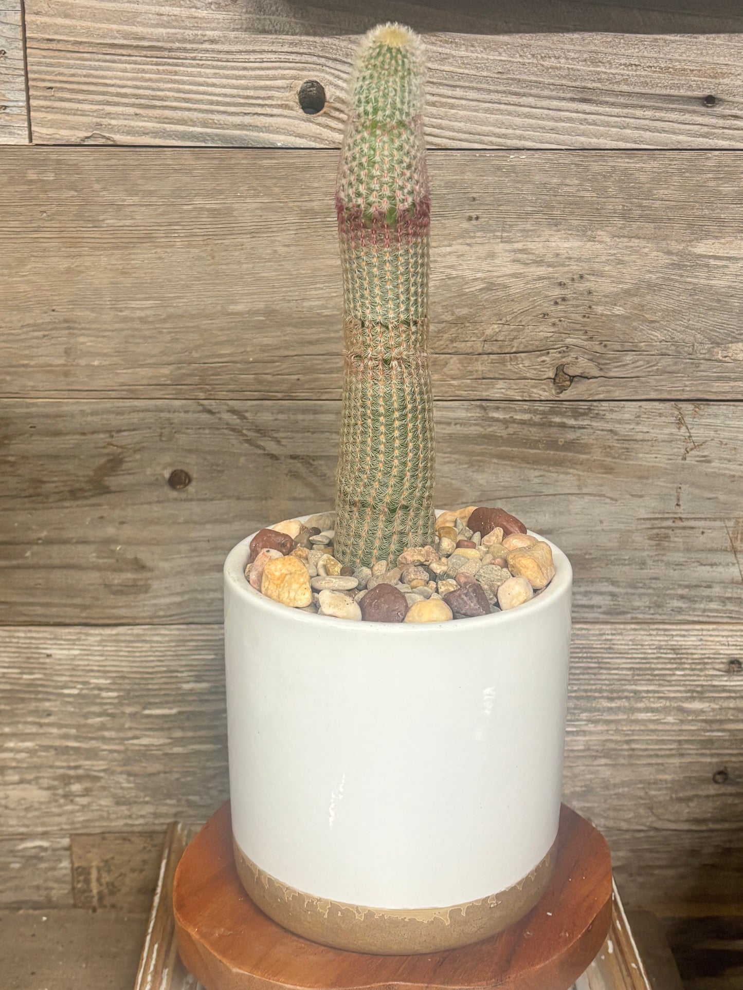 Rare ⭐️ Full grown 10 inch Rainbow Hedgehog Cactus (Echinocereus rigidissimus)