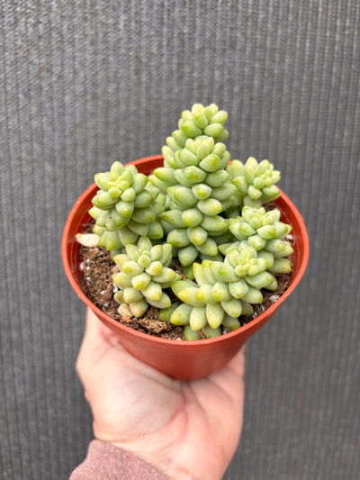 4 inch donkey tail