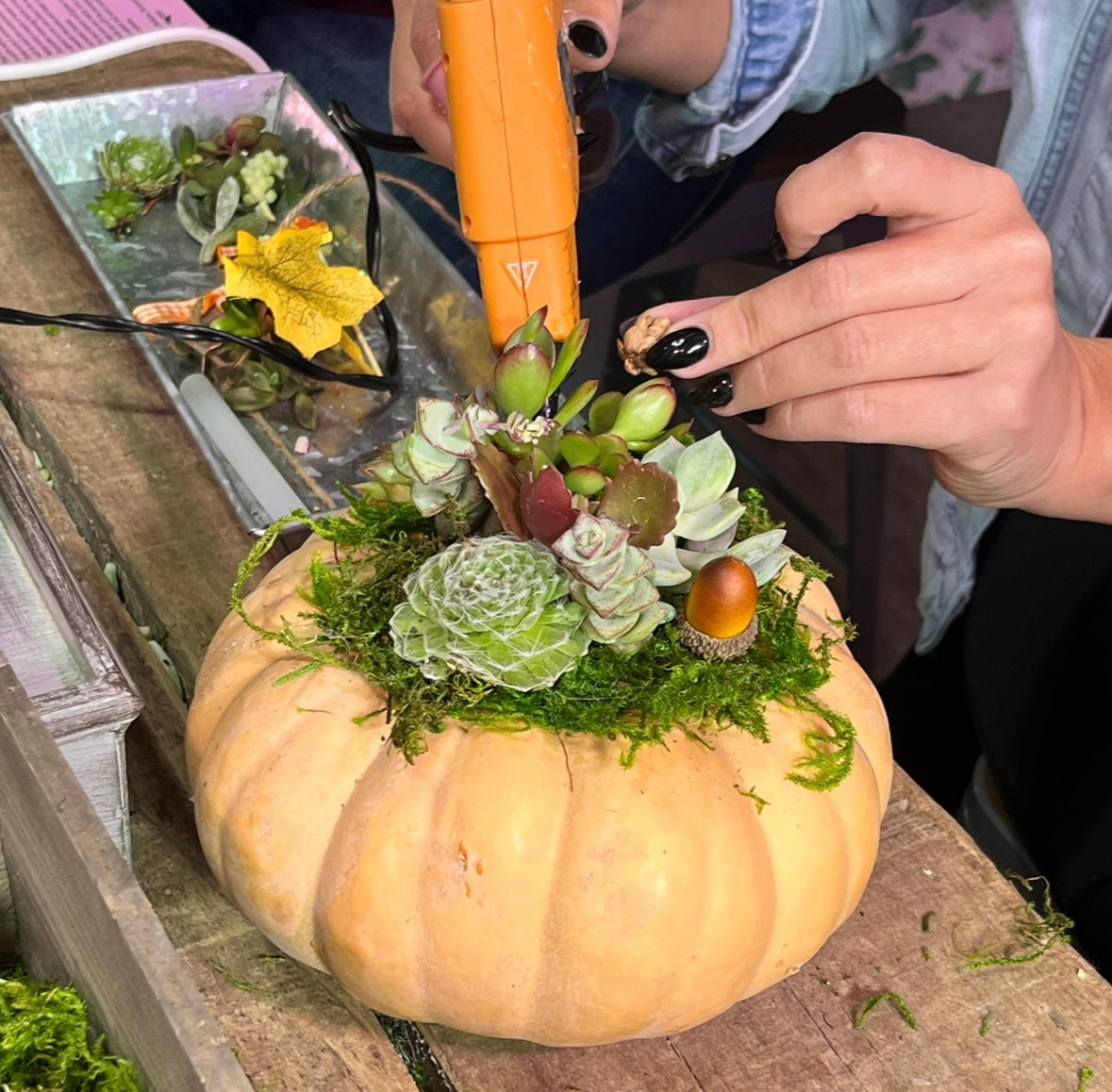 Vista Brewing DIY Succulent Pumpkin Class