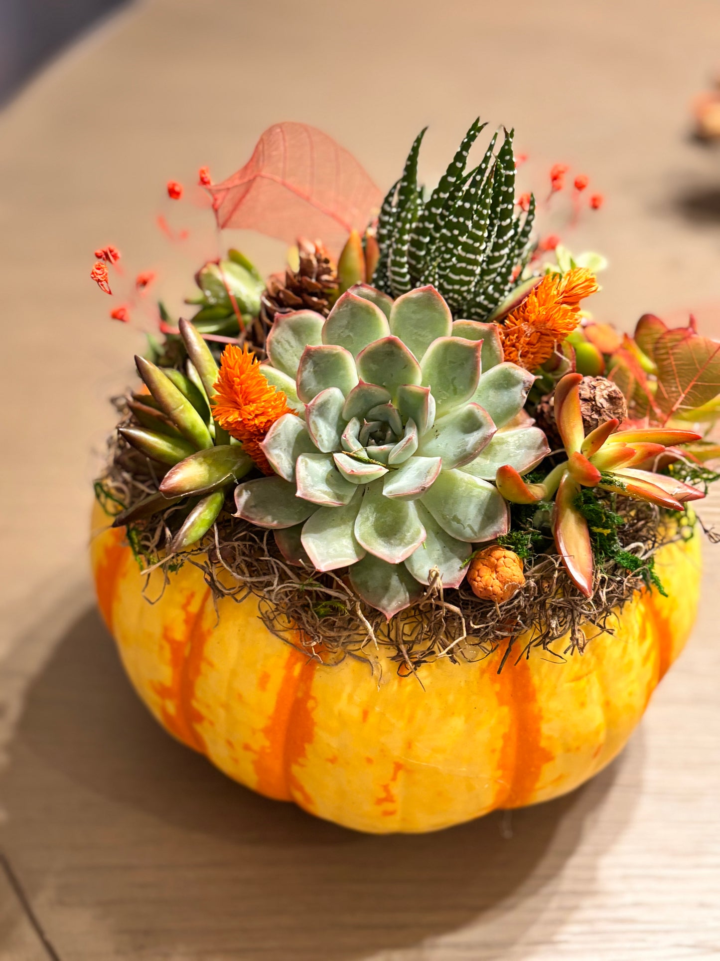 Succulent Pumpkin DIY Workshop | Pecan Street Brewing