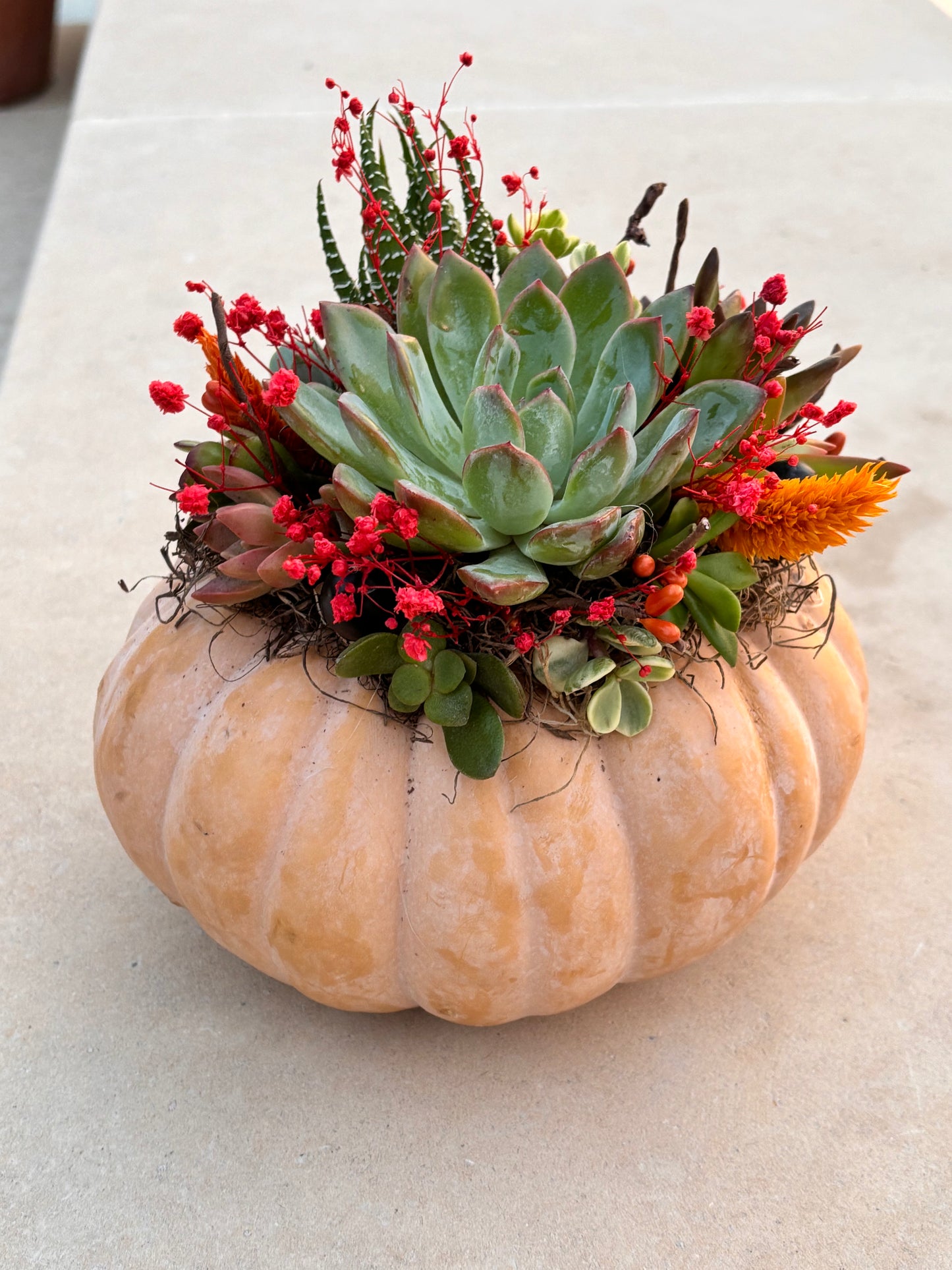 Succulent Pumpkin DIY Workshop | Pecan Street Brewing
