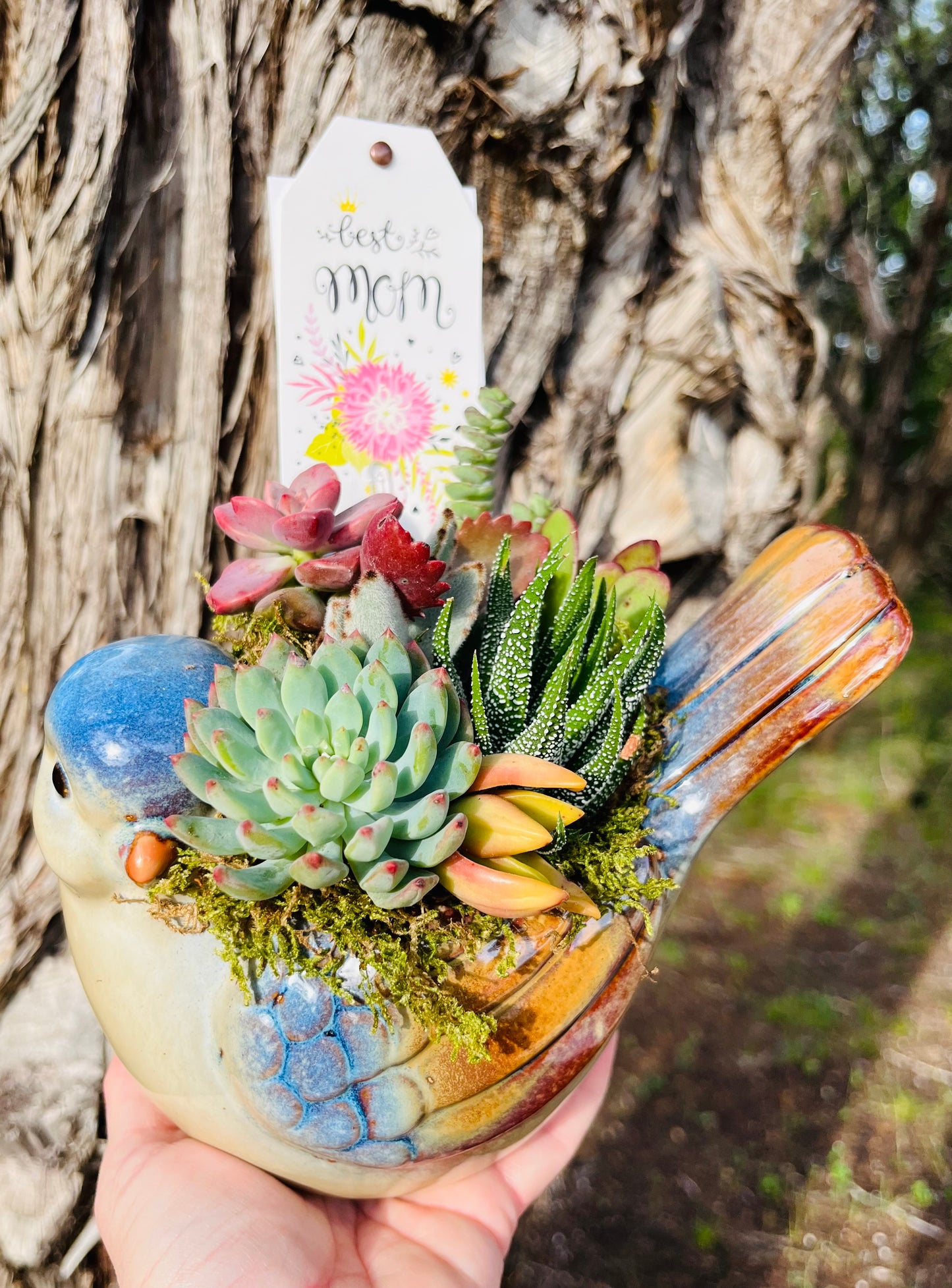 Mother's Day Blue Bird Succulent Garden | Rooted Treasures Succulents