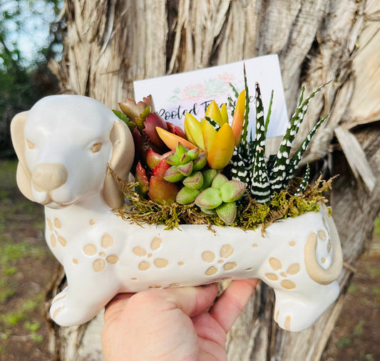 Bella Dog Planter | Rooted Treasures Succulents