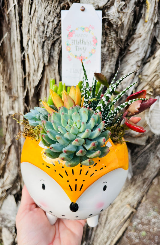 Mother's Day Hedgehog Planter | Rooted Treasures Succulents