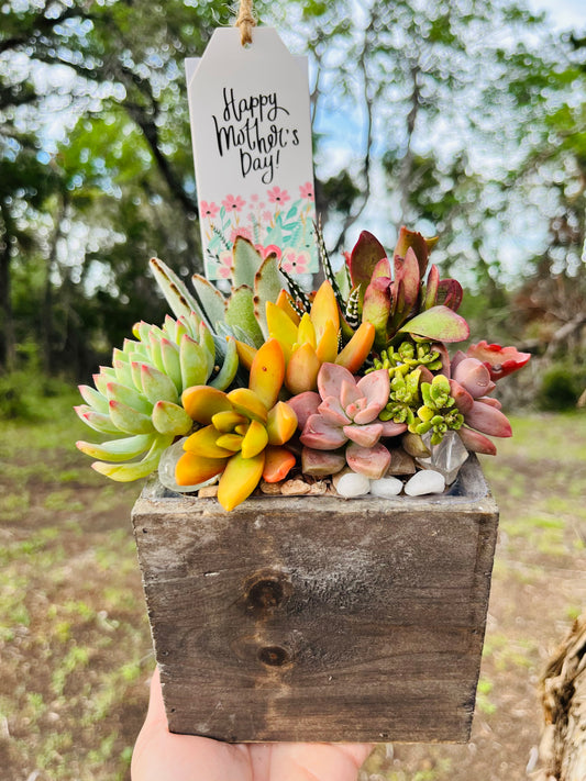 Mother's Day Succulent Garden Box | Rooted Treasures Succulents