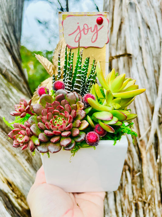 White Cube Succulent Christmas Gift | Rooted Treasures Succulents