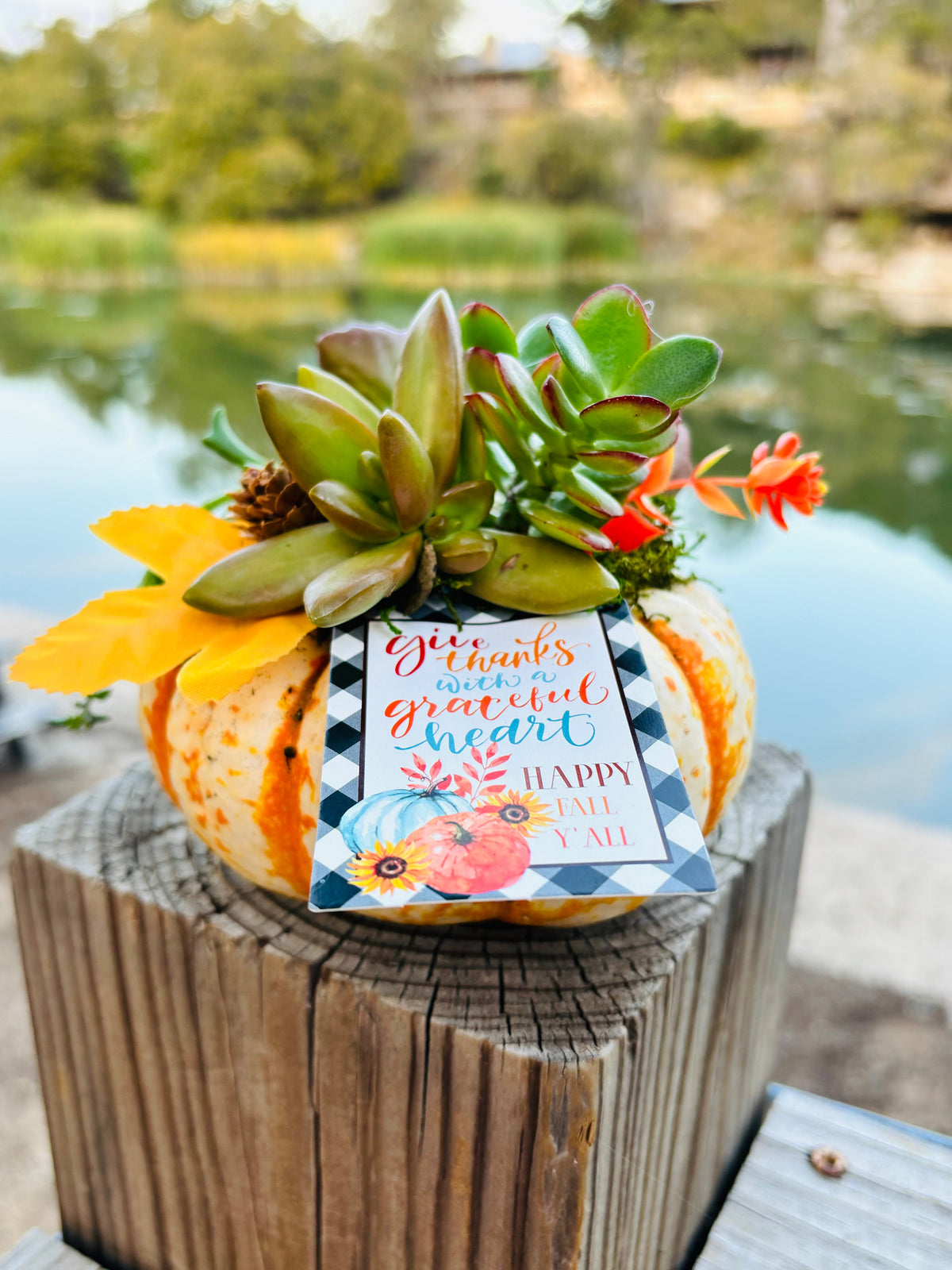 Succulent-topped pumpkin arrangement at Rooted Treasures Austin
