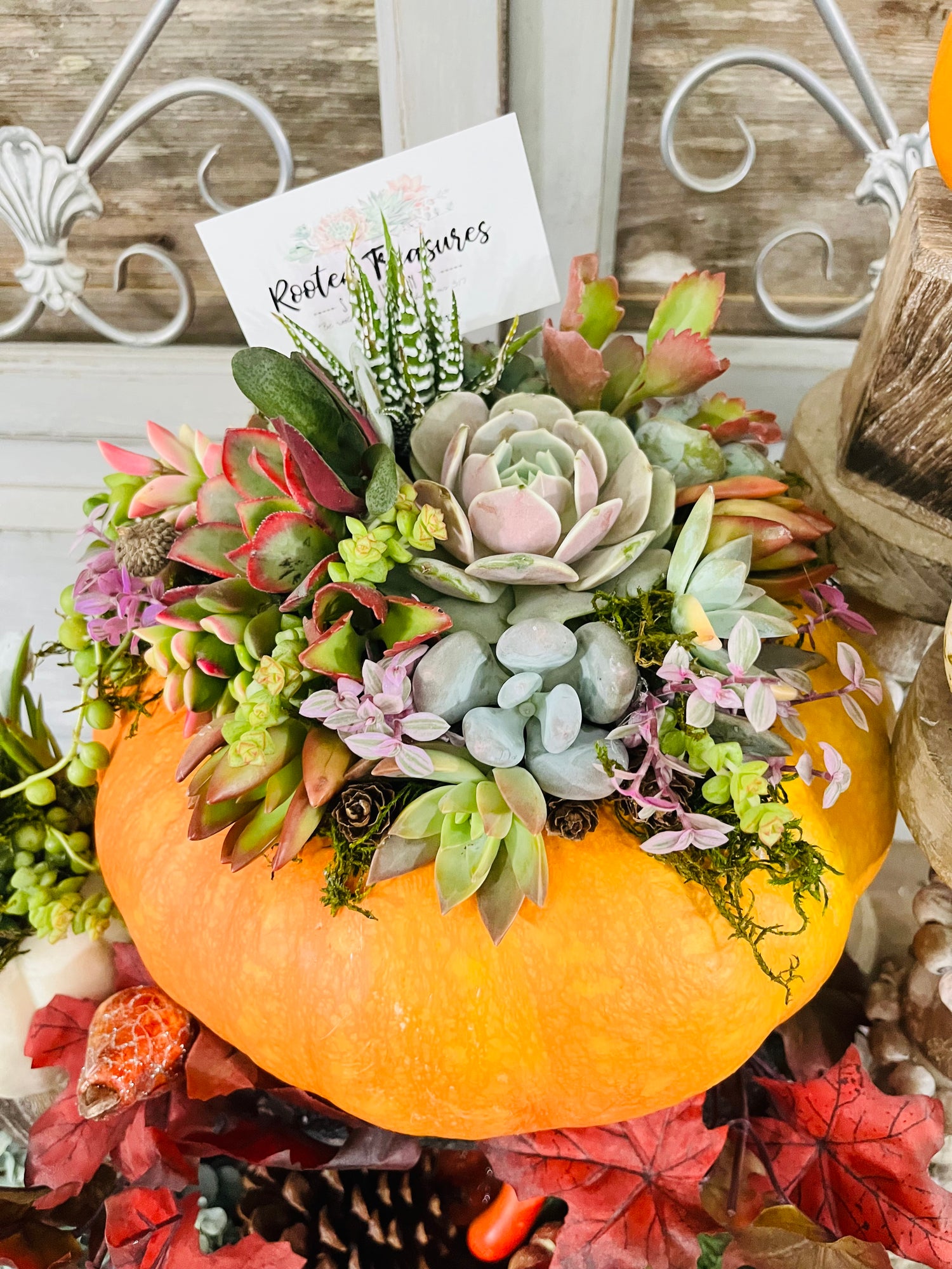 Large Pumpkin Centerpiece | Rooted Treasures Succulents