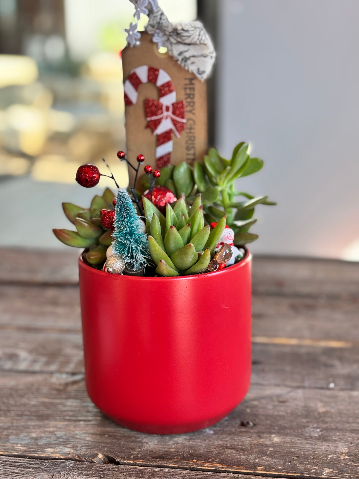 DIY  Christmas  Succulent Workshop