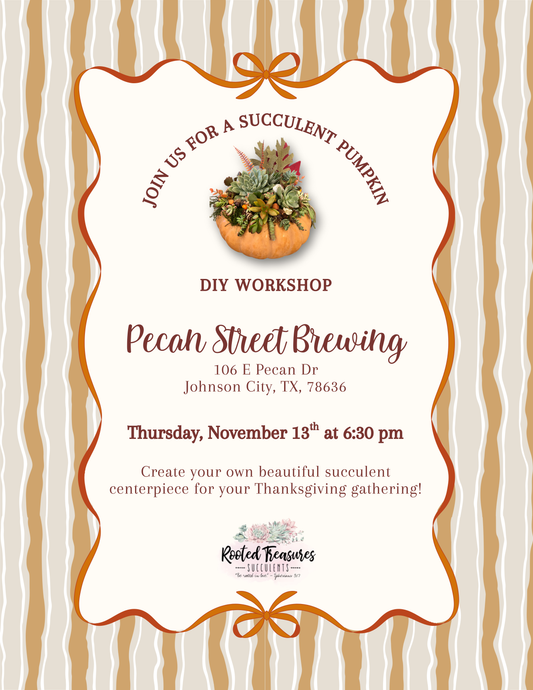 Succulent Pumpkin DIY Workshop | Pecan Street Brewing