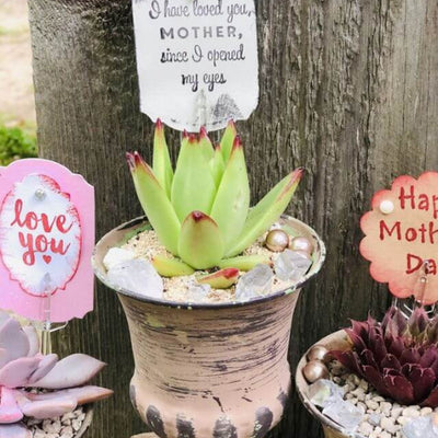 Rooted Treasures Succulents - Mother's Day