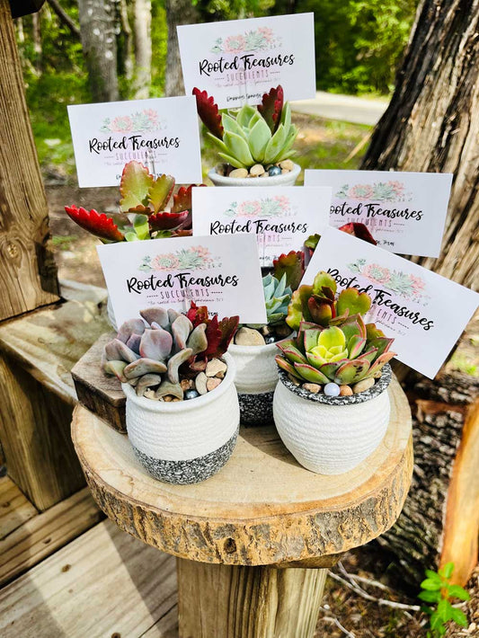 Succulent Small Gray/White Pot Party Guest Favors | Rooted Treasures