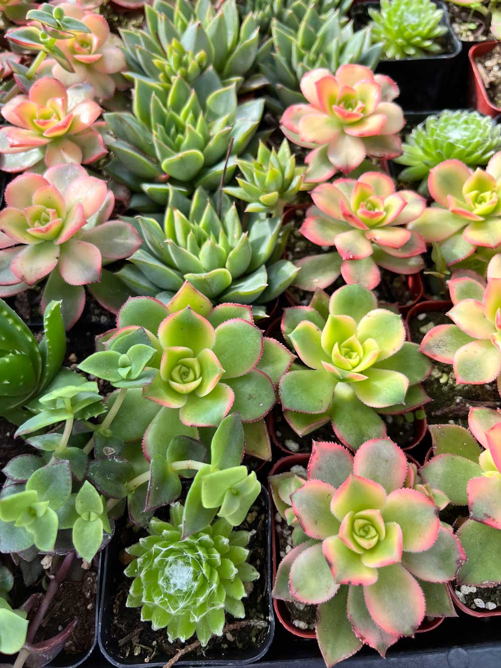 Succulent Build Your Own Workshop | Rooted Treasures Succulents