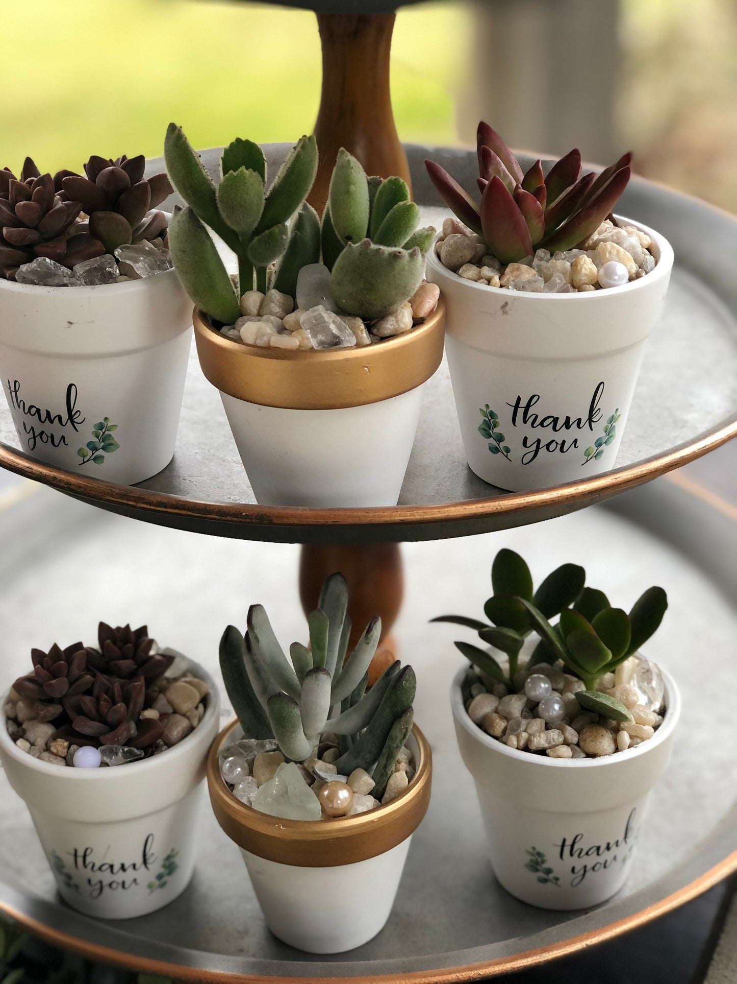 "Thank You for Celebrating With Us" | Rooted Treasures Succulents