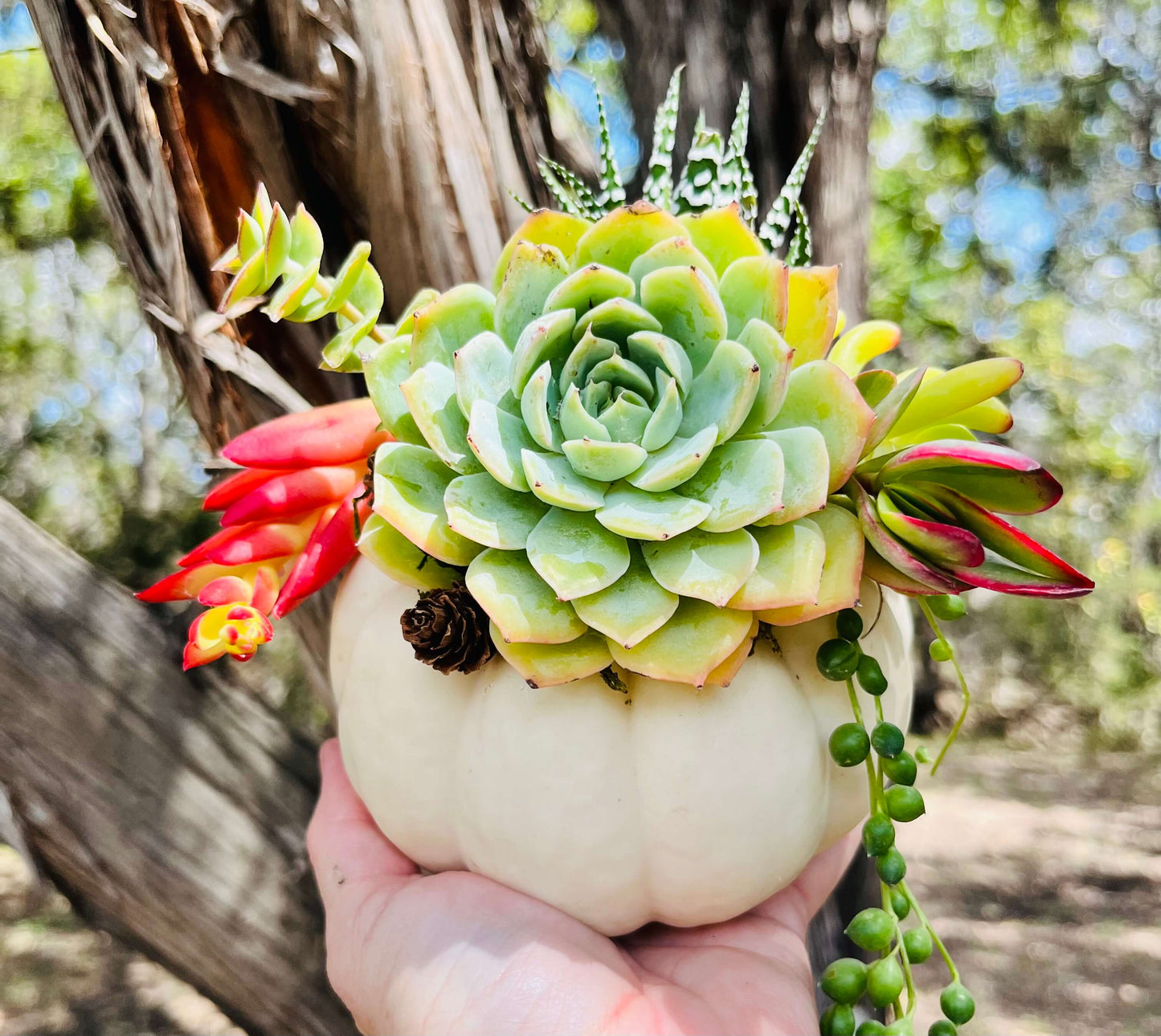 Succulent White Pumpkin  | Rooted Treasures Succulents