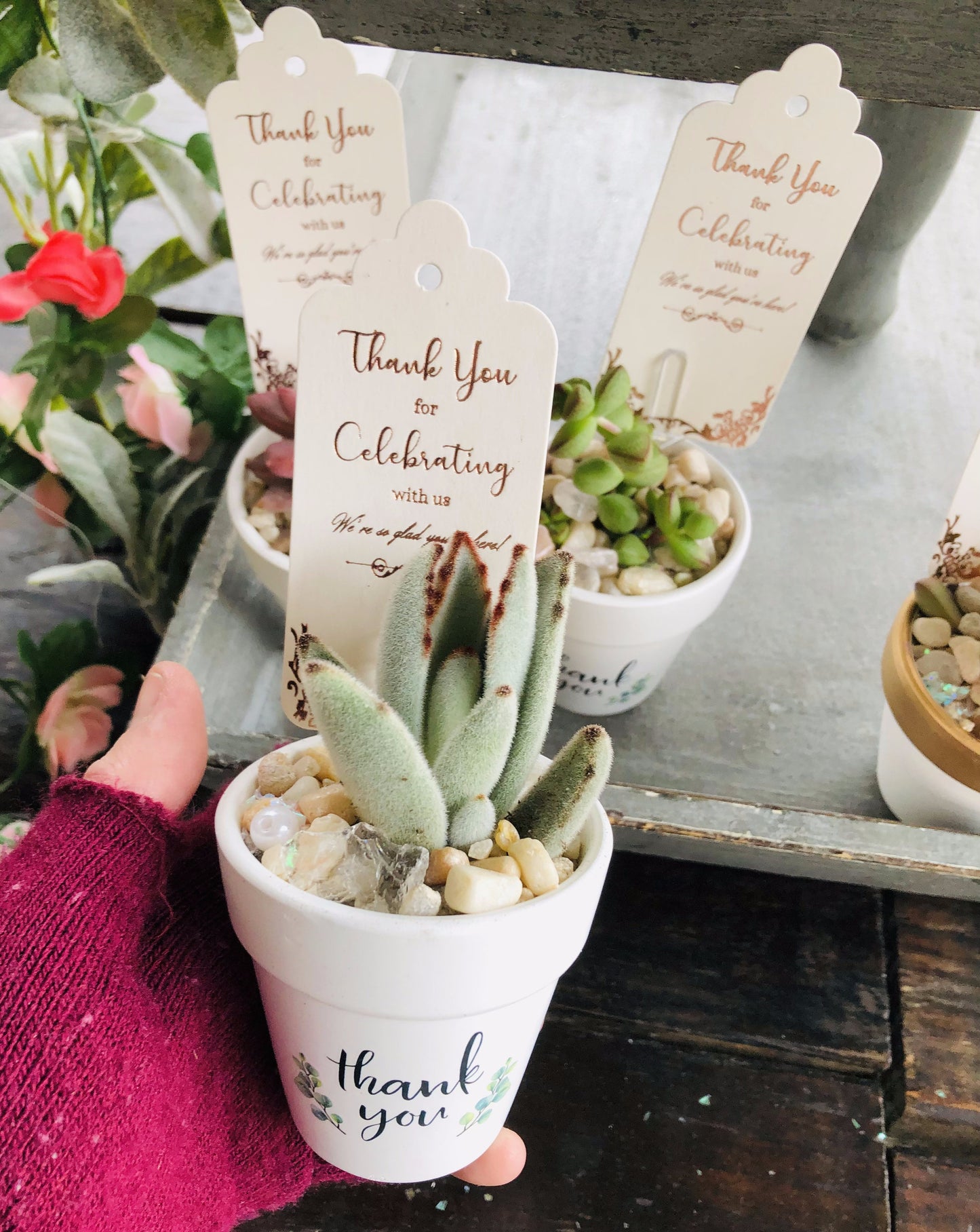 Guest Succulent Favors | Rooted Treasures Succulents