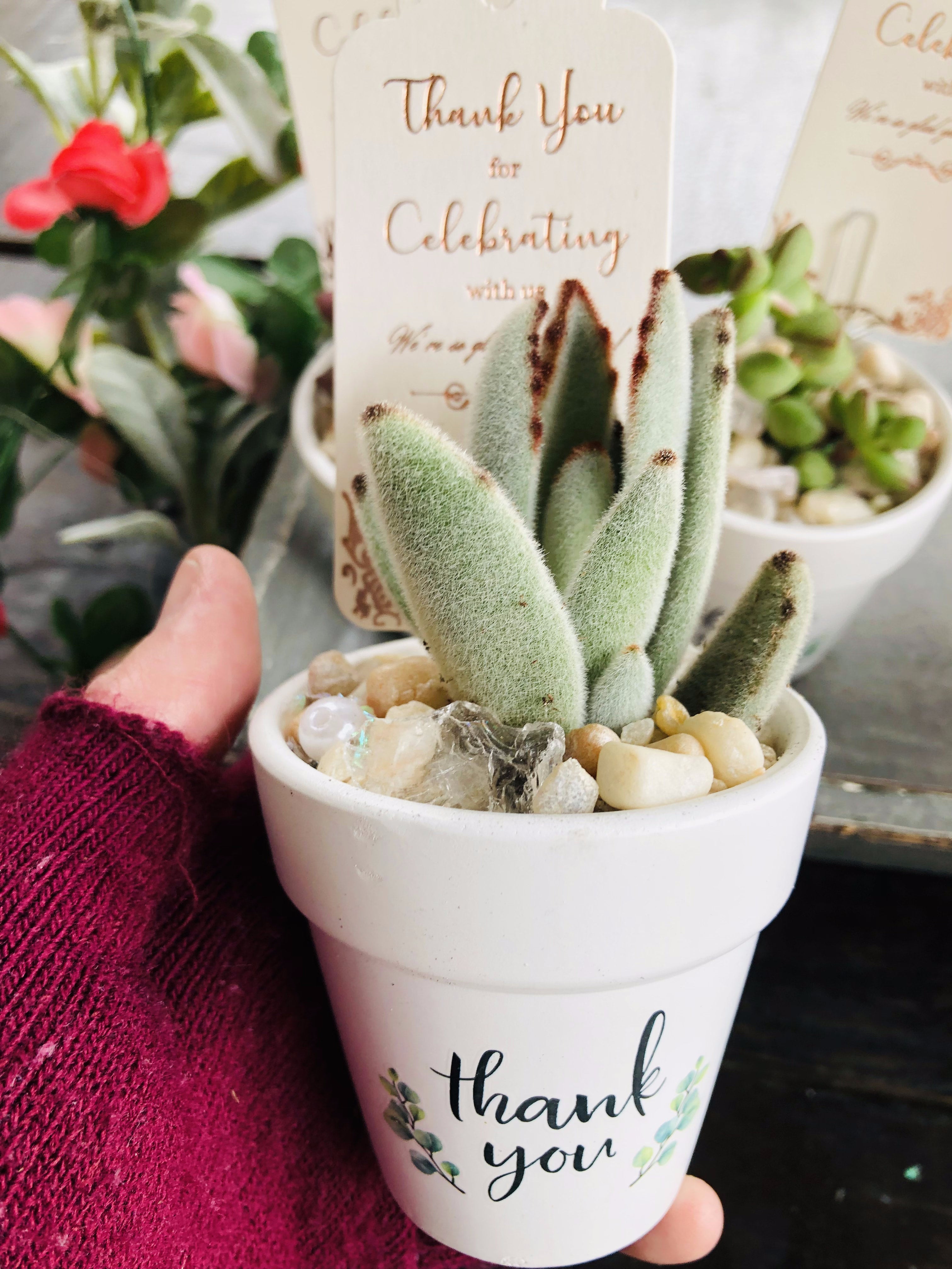 Buy Succulent Arrangement Gift Box Hexagon Pot Plant Gift Box Choose Your  Card New Home Birthday Gifts Thank You Realtor Gifts Online in India - Etsy