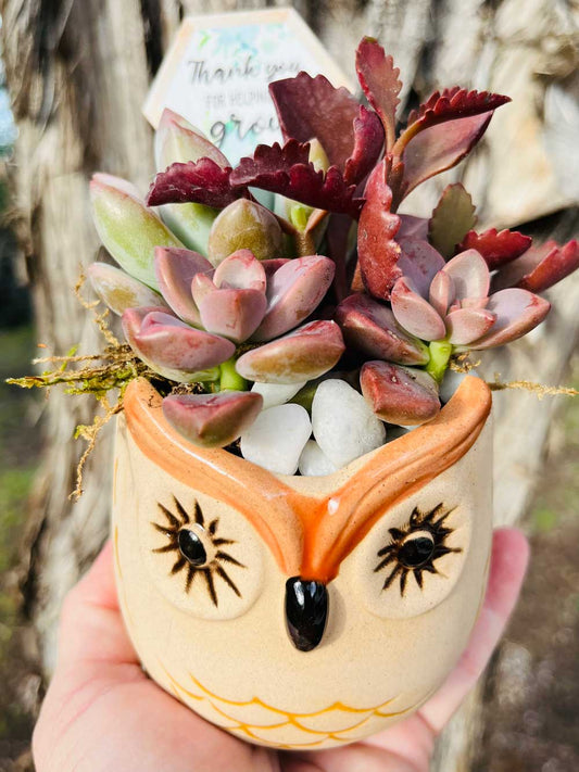 Small Owl Planter for Teachers | Rooted Treasures Succulents