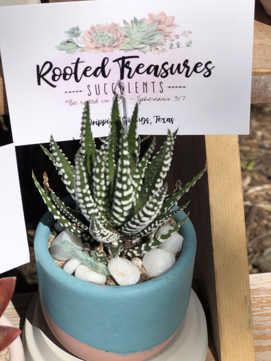 "Mini Cement Pot" Arrangement | Rooted Treasures Succulents
