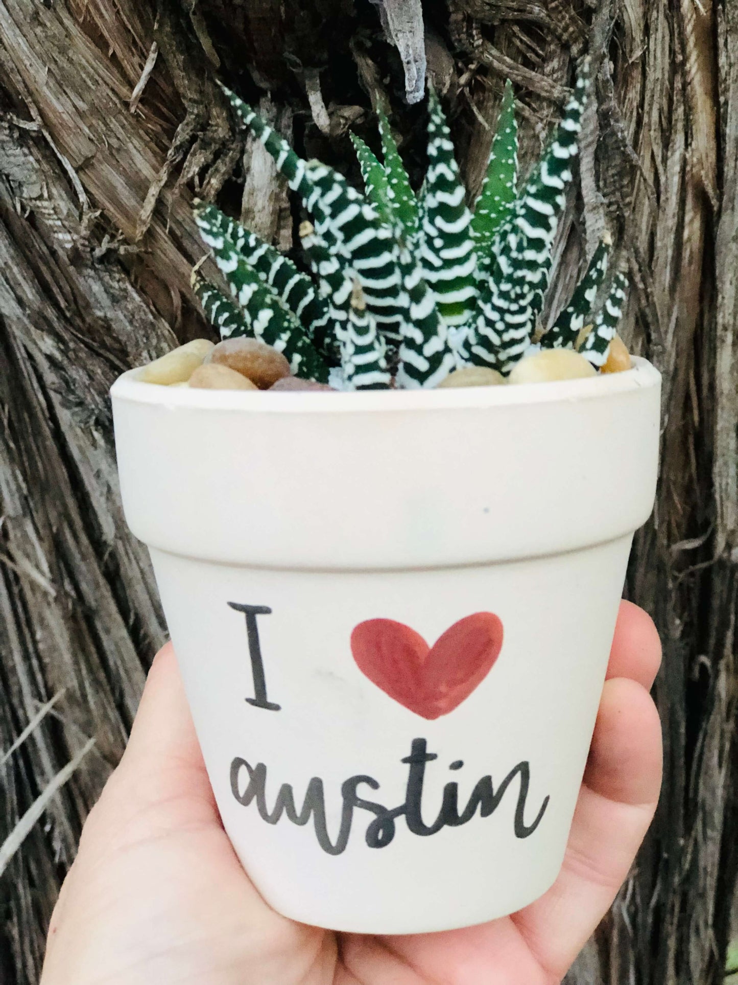 I Love Austin Pot | Rooted Treasures Succulents