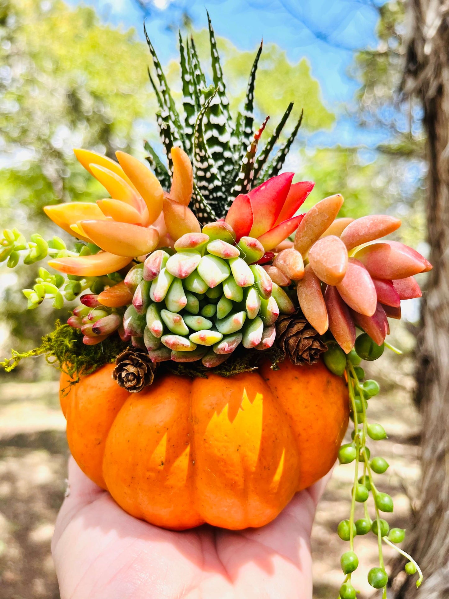 Colorful Succulent Pumpkin | Rooted Treasures Succulents