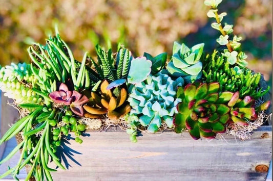Designer's Choice Succulent Garden Box | Rooted Treasures Succulents