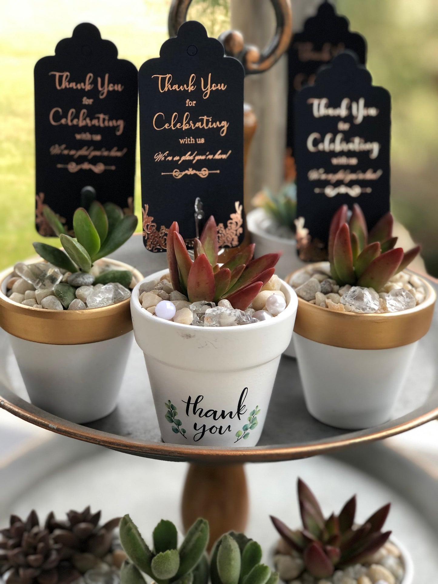 Guest Succulent Favors | Rooted Treasures Succulents