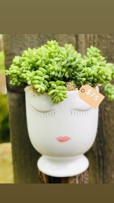Pretty Woman Succulent Garden | Rooted Treasures Succulents
