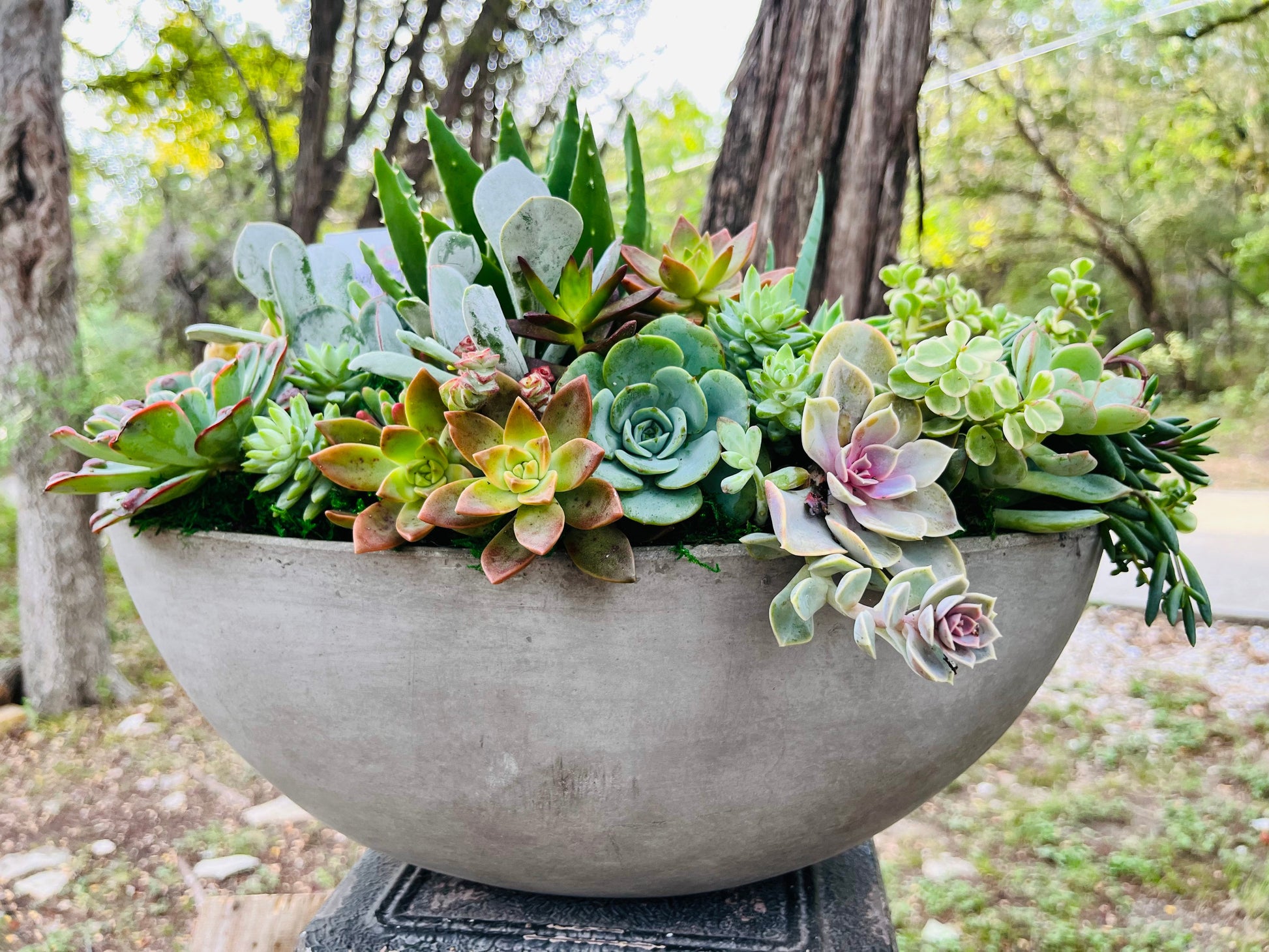 The Taylor Arrangement | Rooted Treasures Succulents